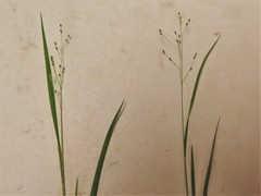 Dichanthelium linearifolium werneri