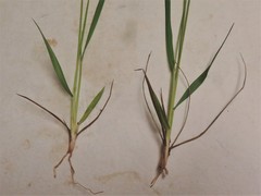 Dichanthelium linearifolium werneri