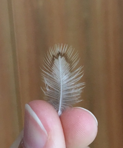 Plume de Pie-grièche à tête rousse