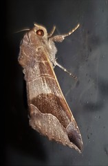 Bastilla solomonensis