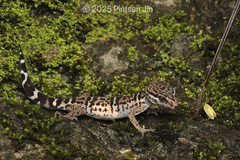 Nanling Leopard Gecko photo 4