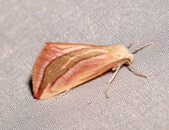 Melemaea magdalena