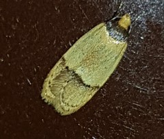 Eulechria hemisphaerica