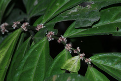 Elatostema