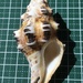 リュウキュウツノマタ