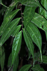 Elatostema