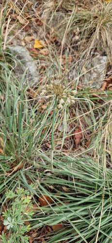 Allium marginatum (Allium marginatum)