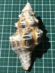 Latirus polygonus