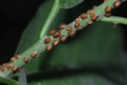 hemispherical scale