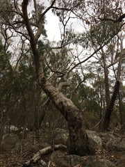Eucalyptus banksii
