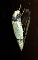 Eulechria hemisphaerica