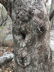 Eucalyptus banksii