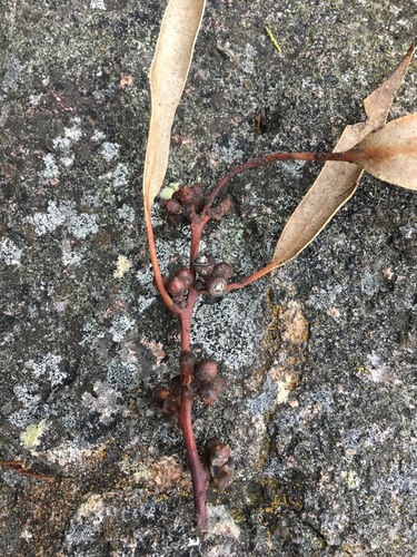 Eucalyptus banksii · iNaturalist
