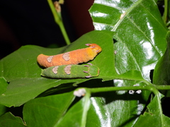 Charaxes violetta