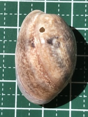 Bulla vernicosa