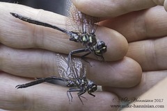 Somatochlora forcipata