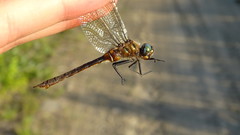 Somatochlora kennedyi