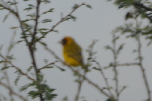 Vitelline Masked Weaver (Ploceus vitellinus), photo 3