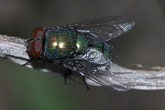Diptera