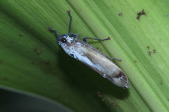 Hemiptera
