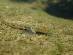 Rhinogobius leavelli