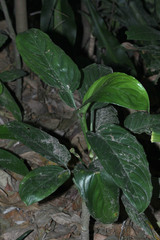 Aglaonema