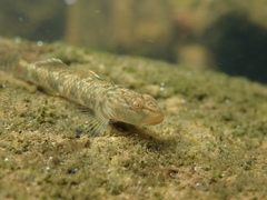 Rhinogobius leavelli