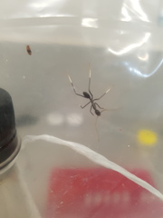 Leptomyrmex unicolor