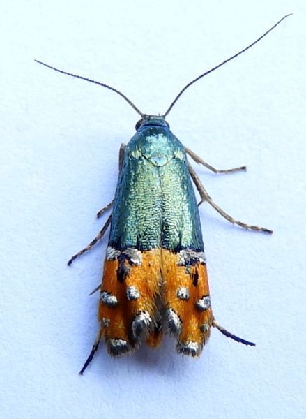 Lepidotarphius perornatella