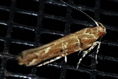 Anatrachyntis rileyi