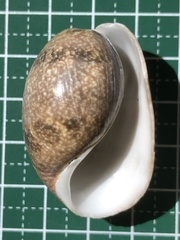 Bulla vernicosa