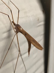 Tipula ultima