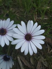 Dimorphotheca ecklonis