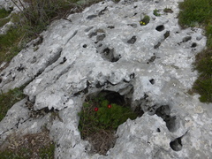 Paeonia tenuifolia