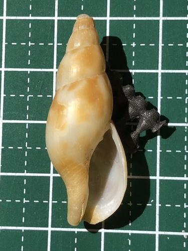ベッコウバイ