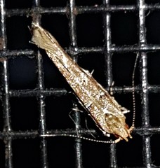 Anatrachyntis rileyi