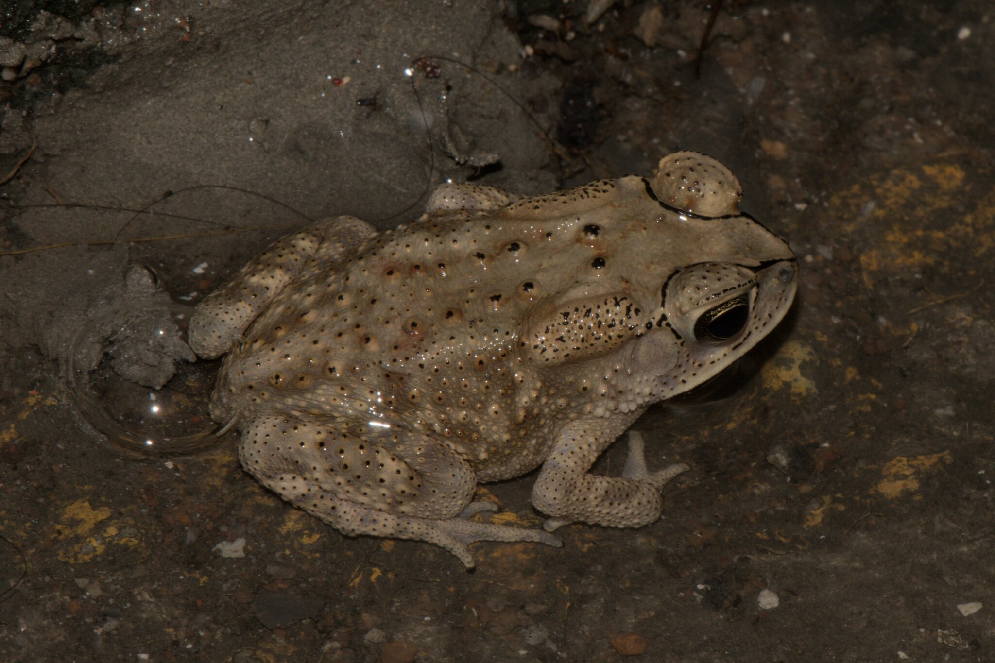 Indian Common True Toad