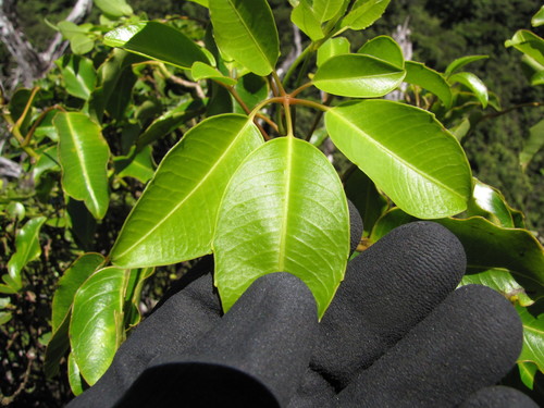 Cheirodendron trigynum