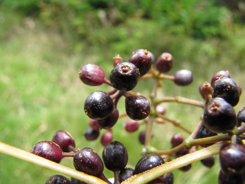 Cheirodendron trigynum