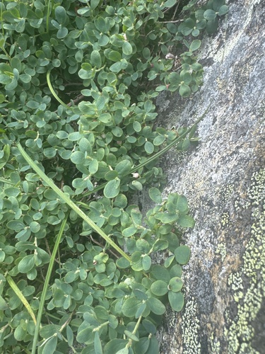 Vaccinium uliginosum iNaturalist observation