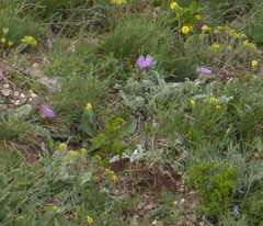 Psephellus declinatus