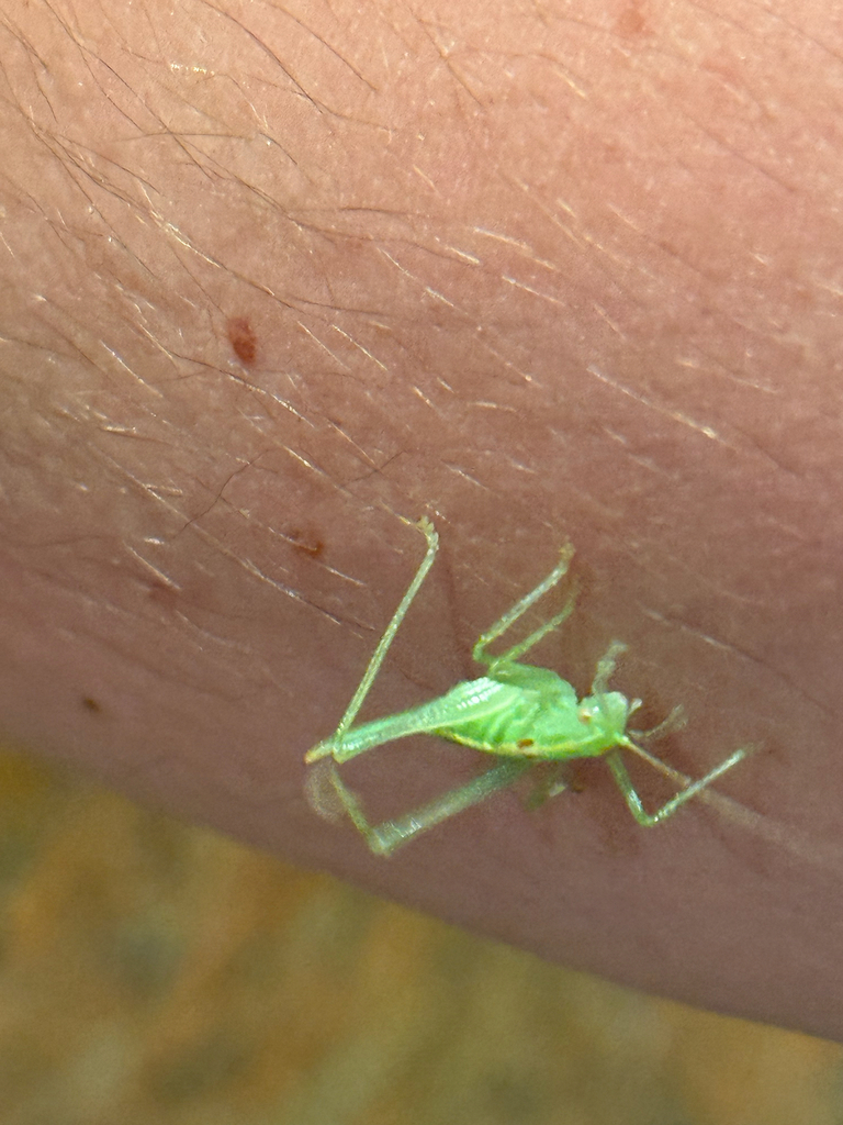 Southern Oak Bush-cricket