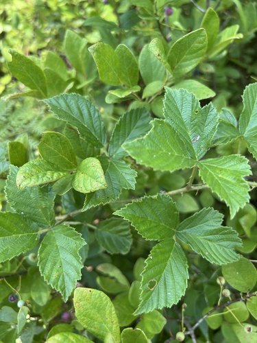 Long's blackberry (Rubus longii)