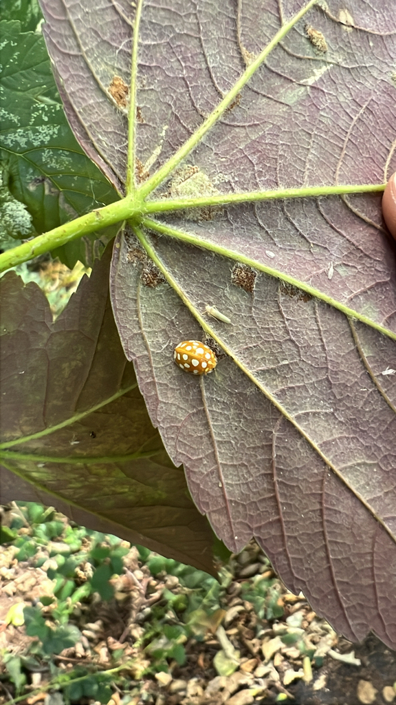 Orange Ladybird