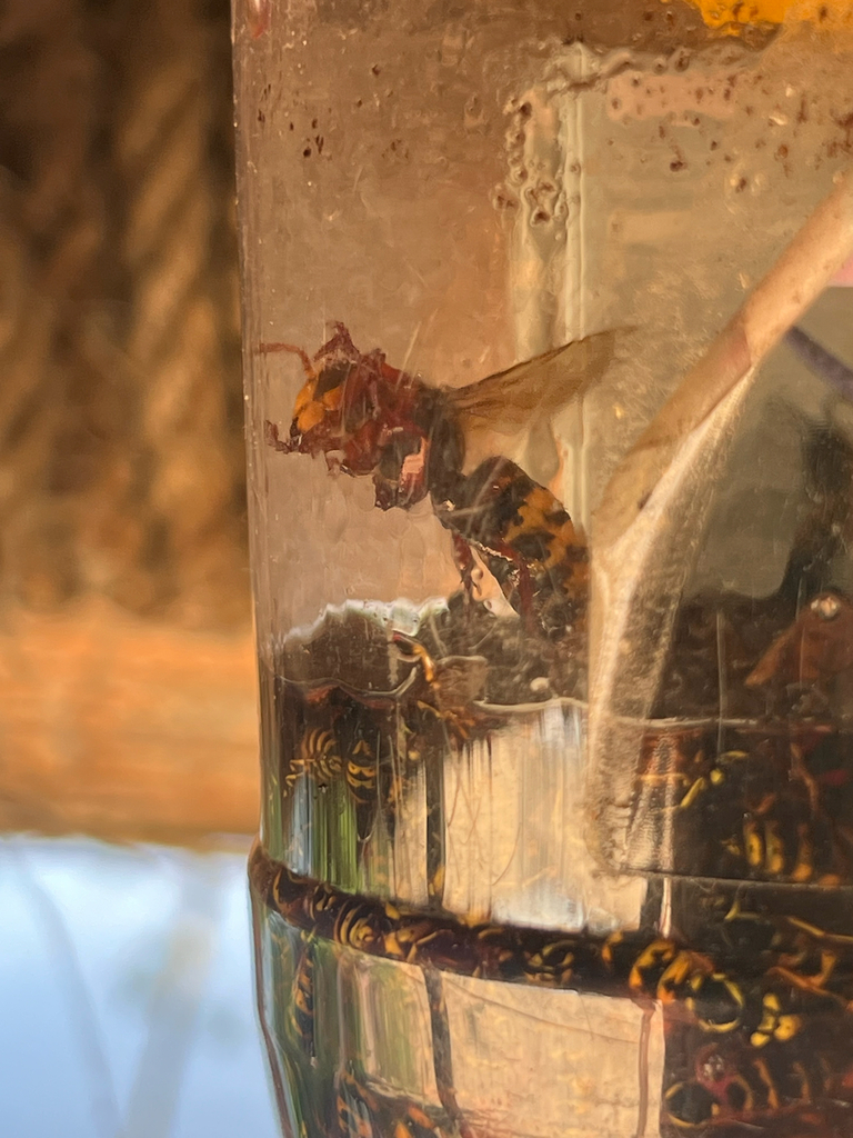 European Hornet