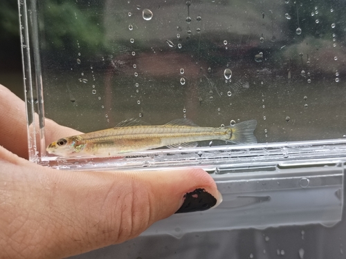 Naked sand darter (Ammocrypta beanii) — Percidae — 4