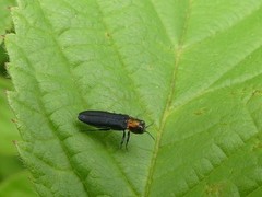 Agrilus ruficollis