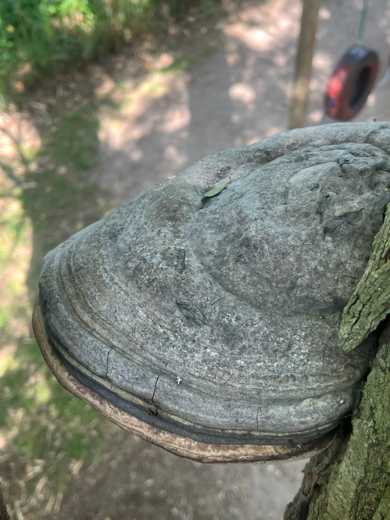 Hoof Fungus