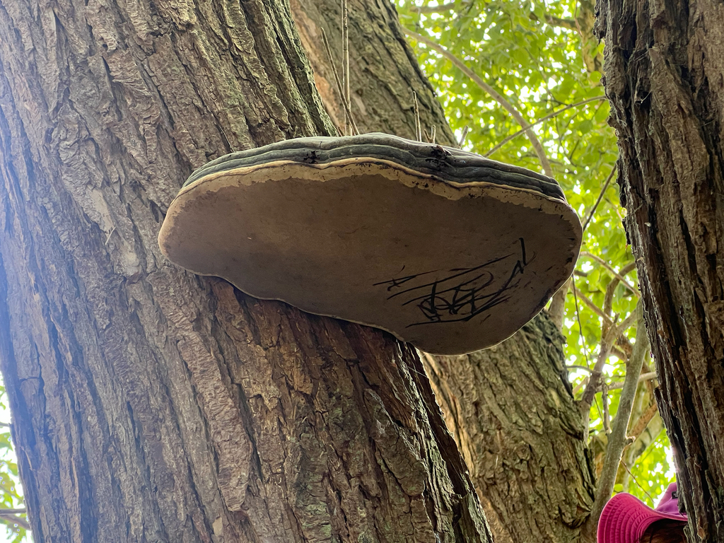 Hoof Fungus