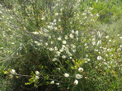 Melaleuca microphylla